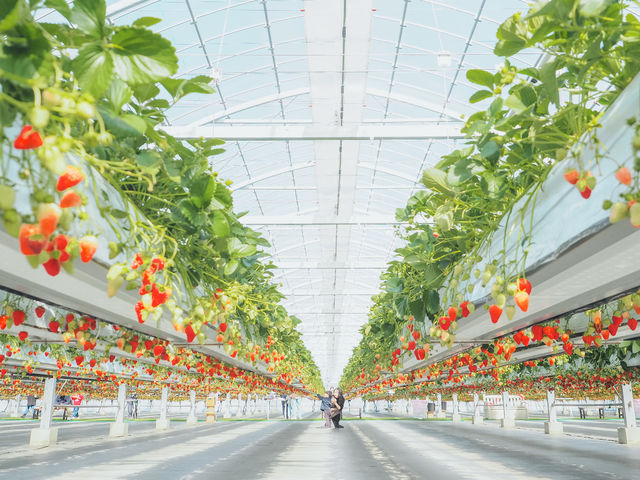 Sugar Berry ���˂������_��