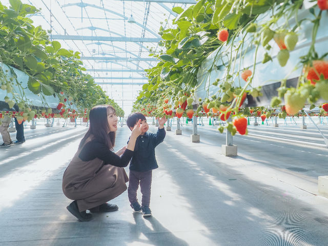 Sugar Berry ���˂������_��