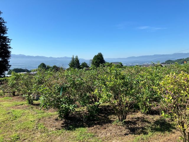 ��̉ԃt�@�[��