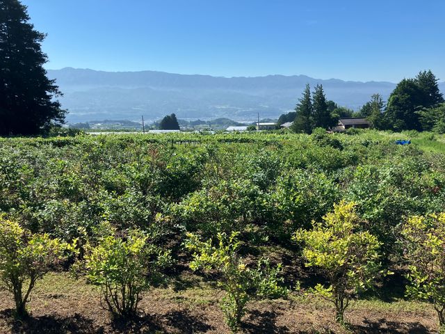 ��̉ԃt�@�[��