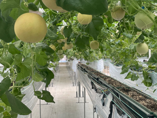 �ʏ�́A�Ă̂Ђ�T�C�Y�̂��낽�񃁃���
ABC FARM�̂��낽�񃁃����͈ꖡ�Ⴂ�܂��I
�傫���āA���x���Â��I_ABC FARM