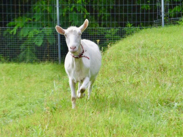 ���M�ӂꂠ���̌�_���������܂��_�� -�|�j�[����M��j���g���Ƃӂꂠ����R�̂��܂�������̃X�C�[�c�X-