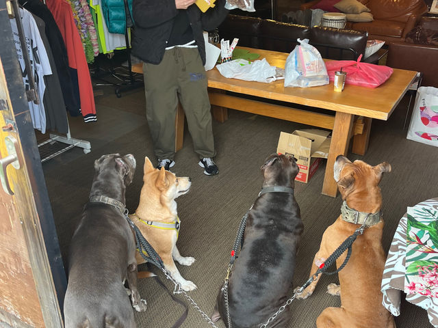 ��������񂽂����劽�}_Ajiura Base Camp (ABC)