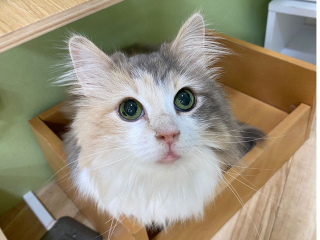 ���t���t�Ȏq�������ݐЁI_���e�T���̔L�J�t�F �ɂ�񂸂͂���