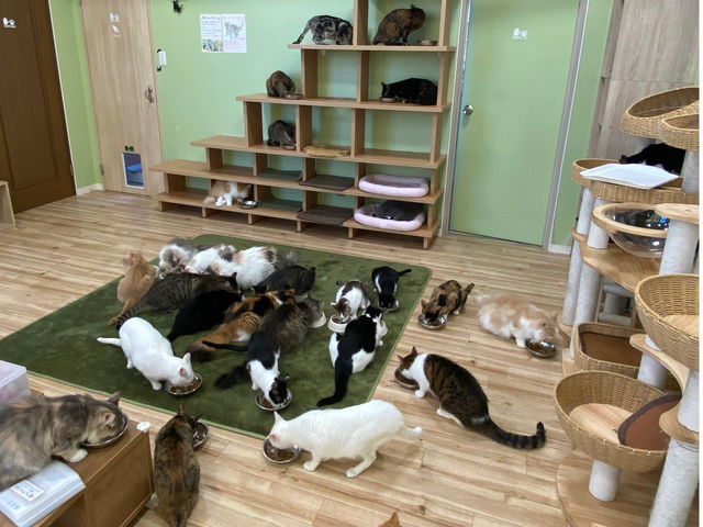 40�C�ȏ�̔L���񂪍ݐЂ��Ă��܂���_���e�T���̔L�J�t�F �ɂ�񂸂͂���