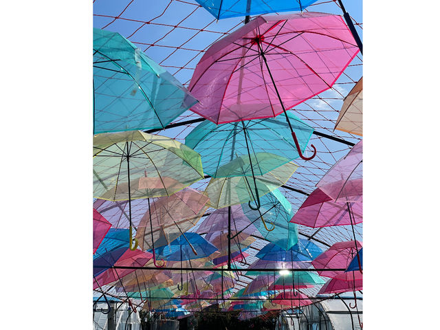 �J�̓����y���߂�悤��_TACOJIMA FARM