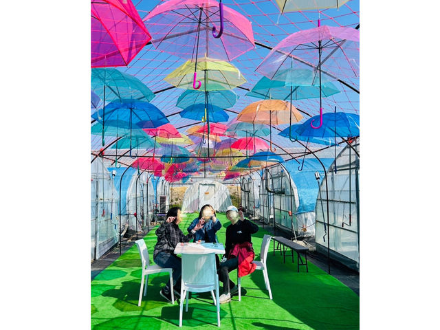 �A���u�����X�J�C�̉��ł������^�C����_TACOJIMA FARM