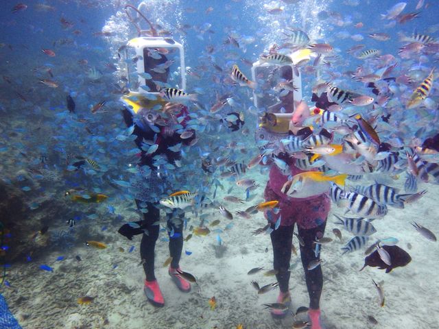 ���M�ъC�m���C��Ȃ�ł͂̃J���t���ȋ����������o�}���I_M'zOcean