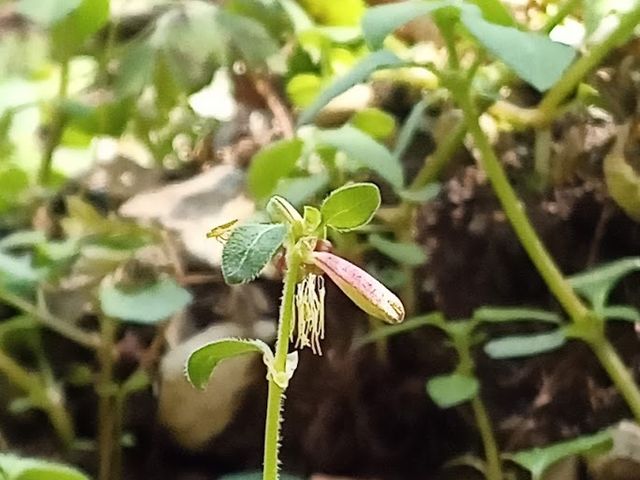 ���}�g�O�T�����n_�m���u���[�c�A�[�������