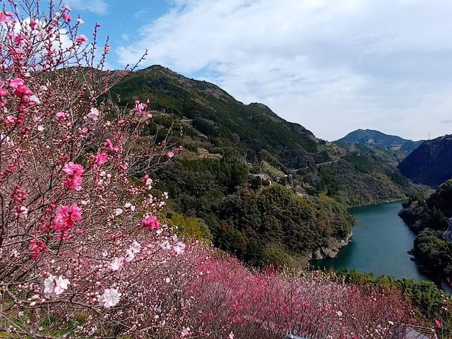 �����ԓ��̋�_�m���u���[�c�A�[�������