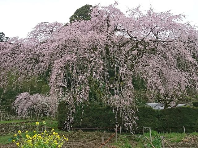 ���z�Ƃ̂������_�m���u���[�c�A�[�������