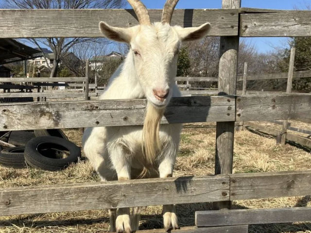 �҂��Ă܂��I_LOCAL BBQ �ɐ���