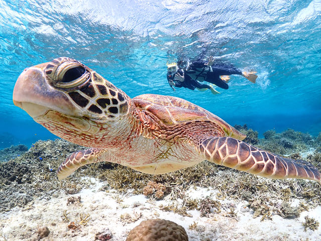 �J�b�v����Ƒ��ł̃c�A�[���劽�}�I�I�܂��������Ƃ̂Ȃ��E�~�K�����߂��Ō��悤�I�I_�{�Ó��}�����V���b�vSmiley