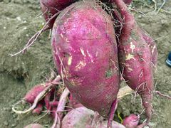 �͂���Farm�̎ʐ^1
