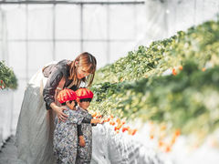 Twins Farm 真岡いちご園の写真1