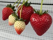 Twins Farm �^�����������̎ʐ^3