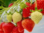 �祂Ղ�`���̎ʐ^2