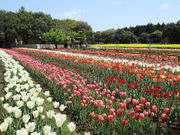 ������ѐX�̃C�o���C�h�̎ʐ^4