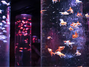 A[gANAEp GINZA̎ʐ^2