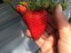 Aikawa Strawberry House̎ʐ^2