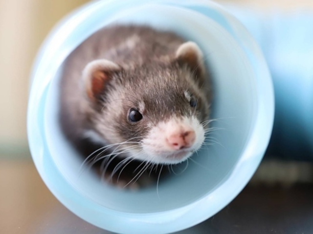 ঒&ӂꂠ Piccolo Zoo̎ʐ^1