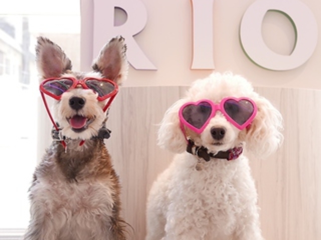 ʃJtF RIO gˎX̎ʐ^1