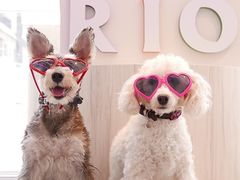 いぬカフェ RIO 和歌山店の写真1