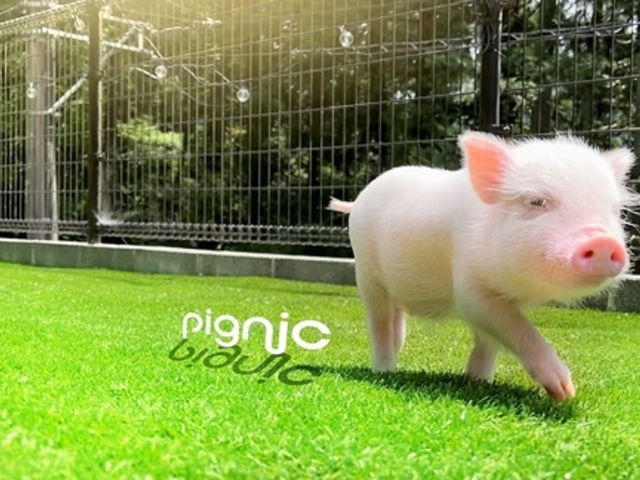 pignic farm&cafe sOjbN t@[AhJtF̎ʐ^1