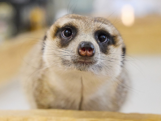 �������J�t�F ROCK STAR ���b�N�X�^�[ �Ȃ�΃p�[�N�X�O�X�̎ʐ^1