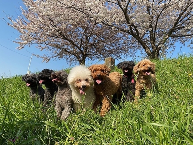 ���ʂ̂����� �˓X�̎ʐ^1