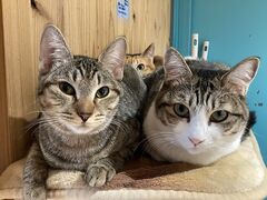 ���e��W�^�L�J�t�F �����˂��̎ʐ^1