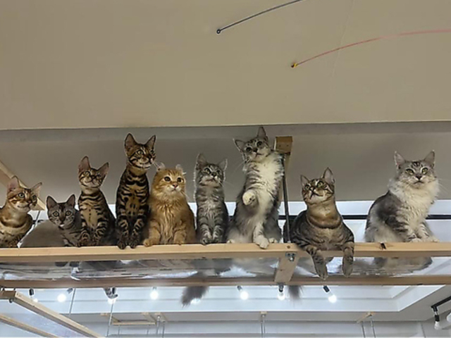 Cat&Animal Cafe Noah s Ark mAYA[N _X̎ʐ^1