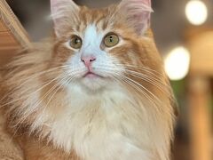Cat&Animal Cafe Noah s Ark �m�A�Y�A�[�N ���s�����ّO�X�̎ʐ^1