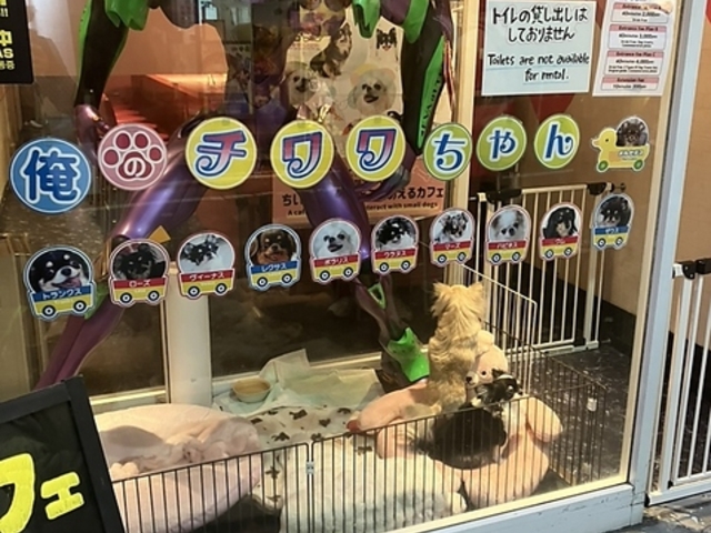 �ӂꂠ���J�t�F�@���̃`���������̎ʐ^1