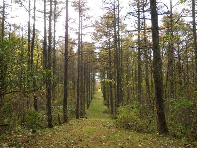 ��R�����X�ь����̎ʐ^1