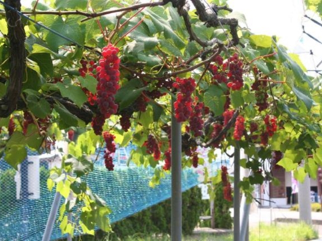 �א��̓m�u�h�E���̎ʐ^1