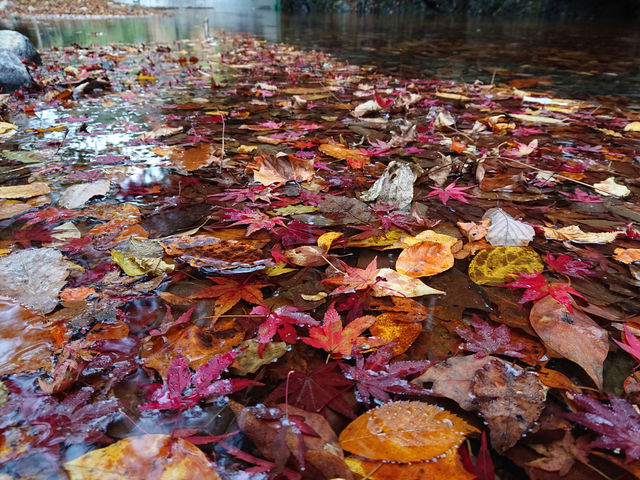 ���ʂ̍g�t���I_�ޗǎq�ނ�Z���^�[