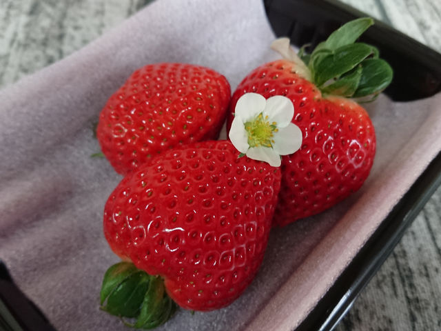 埼玉県品種「あまりん」_内田農園