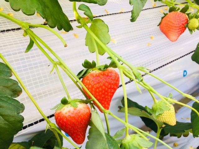 ���g�c �y�c�_��