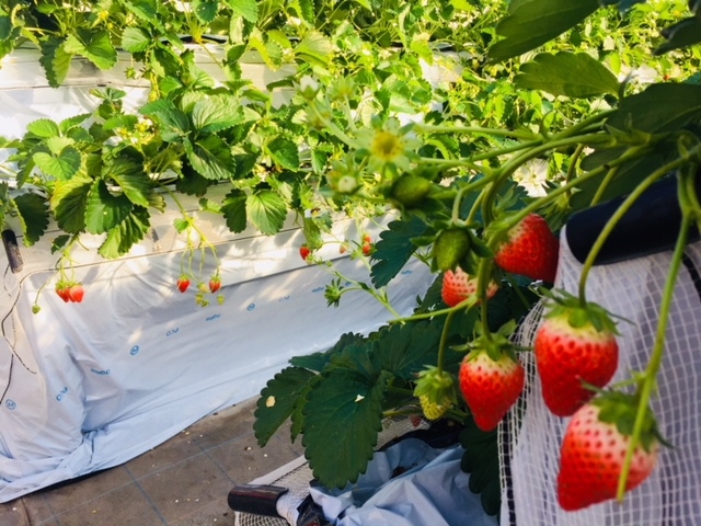 ���g�c �y�c�_��