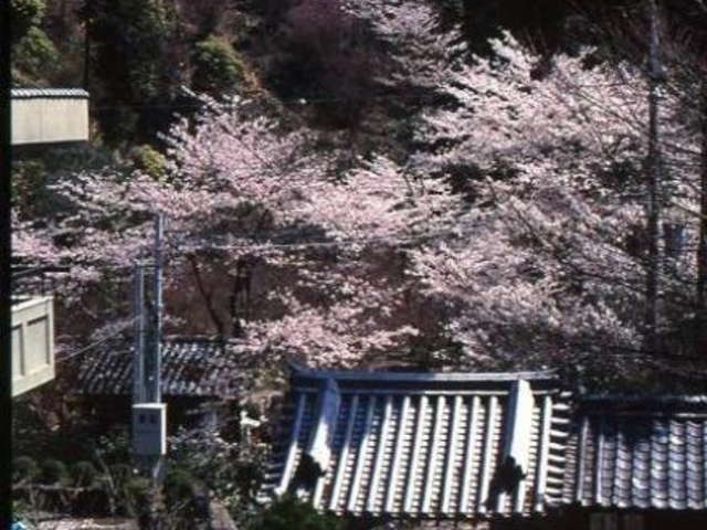 ������̍��E�g�t�̎ʐ^1