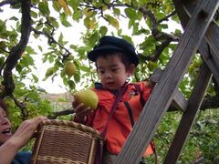 ���ނ�ʎ����̎ʐ^1