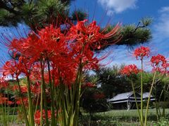つつじが岡第二公園の彼岸花の写真1