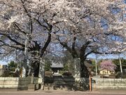 �������̎ʐ^2