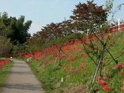 �������������̔ފ݉Ԃ̎ʐ^3