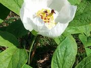 �R�V���N���N�̎ʐ^1