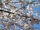 小林牧場の桜花の写真2