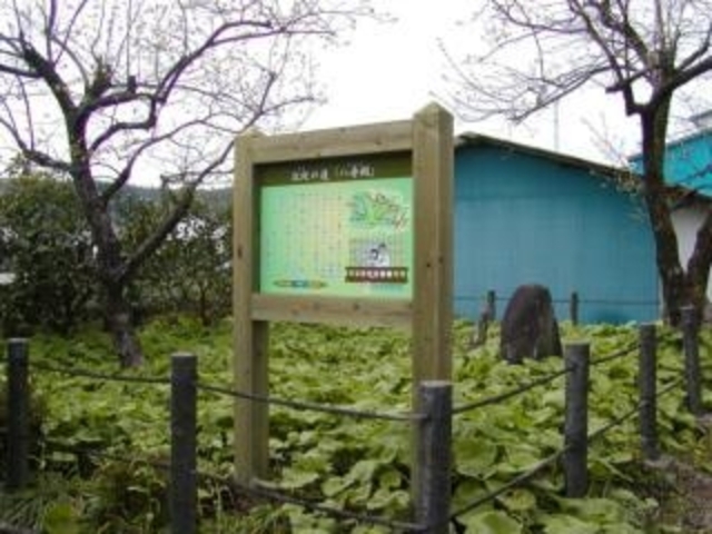 ���q�a�̎ʐ^1