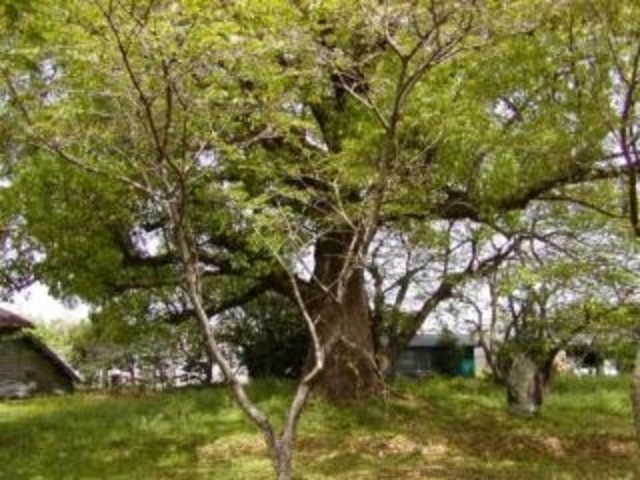 ���ˎ��̎ʐ^1