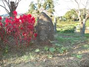 ���q�a�̎ʐ^2